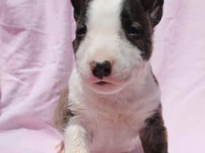 Mini Bull Terijer prelepi štenci