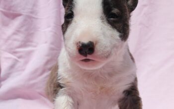 Mini Bull Terijer prelepi štenci