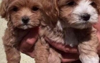 Maltipoo stenci