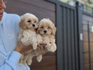 Maltipoo vrhunske genetike