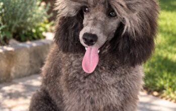 Silver Poodle/Francuska Pudla.musko stene