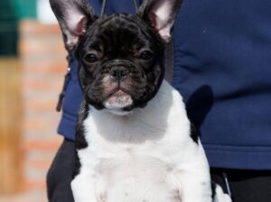 French bulldog/Francuski buldog štenci