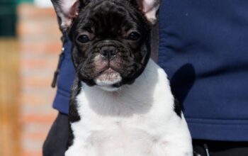 French bulldog/Francuski buldog štenci