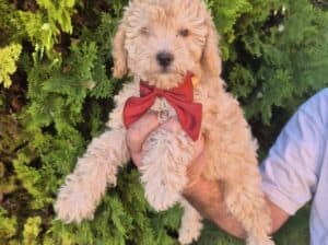 Labradoodle F1b preslatki štenci