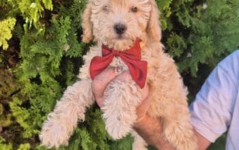 Labradoodle F1b preslatki štenci