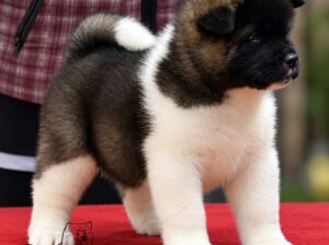 Američka akita, štenad oba pola
