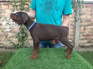 Doberman štenci