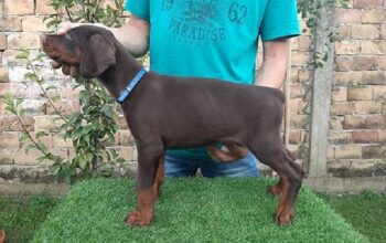 Doberman štenci