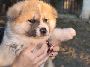 Japanska Akita štenci na prodaju