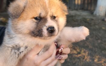 Japanska Akita štenci na prodaju