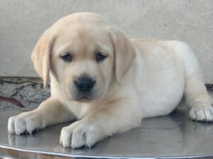 Labrador retriver stenci
