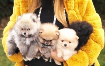 Pomeranski špic,Pomeranac,Pomeranian,Boo štenci