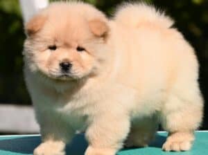 Chow Chow Čau Čau štenci