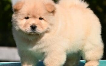Chow Chow Čau Čau štenci