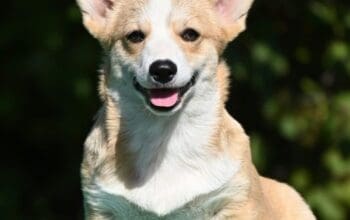 Velski korgi/Welsh Corgi Pembroke štenci