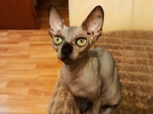 Sphynx mačići