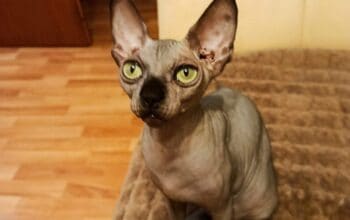 Sphynx mačići