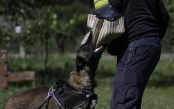 Belgijski Ovčar (Malinoa) stenci
