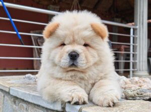 Krem Chow Chow štenci