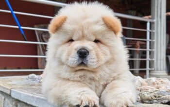 Krem Chow Chow štenci
