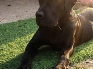 Cane Corso mlad pas