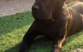 Cane Corso mlad pas