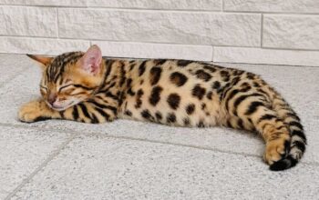 MMaestro_bengal macici