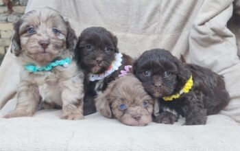Maltipu – Maltipoo prelepi štenci