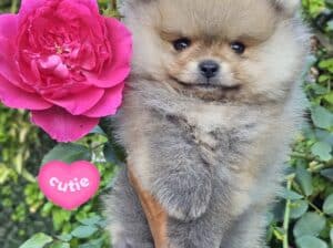 Pomeranac Boo štenci